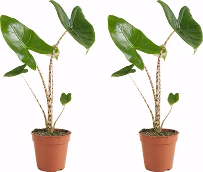 Produktbild von 2 Alocasia Zebrina Zimmerpflanzen, Höhe 40 cm, Ø 14 cm, zebraartiges Stielmuster