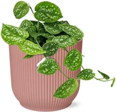 Produktbild von Efeutute Scindapsus Pictus Argyraeus Rosa Topf 14cm Zimmerpflanze Pflegeleicht
