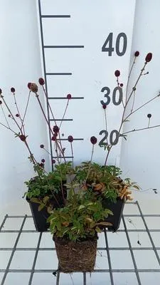 Image de 6 x Sanguisorba officinalis - Pimpinelle - pot 9 x 9 cm