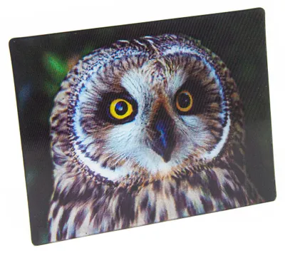 Produktbild von Magnet 3D Sumpfohreule 9 x 7 cm