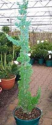 Produktbild von Chamaecyparis Wisseliis Saguaro - Säulen-Scheinzypresse Saguaro - 80-100