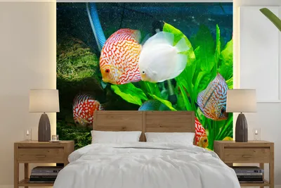Produktbild von MuchoWow® Fototapete für Wohnzimmer oder Schlafzimmer Wandtapete Vinyl Motivtapete Fische in einem Aquarium - 350x350 cm - Schlafzimmertapete