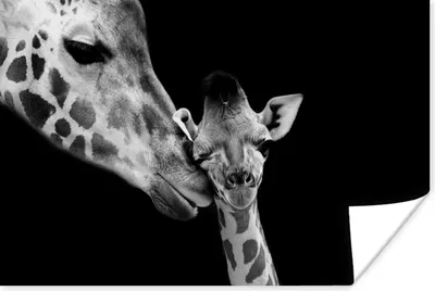 Produktbild von MuchoWow® Poster Tiere - Schwarz - Weiß - Giraffe - Porträt 60x40 cm - Schlafzimmerdekoration
