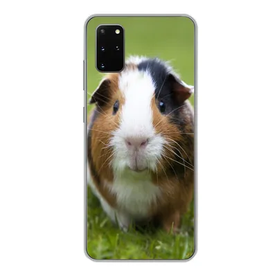Produktbild von MuchoWow® Handyhülle Schutzhülle Hülle für Samsung Galaxy S20 Plus Zwei Meerschweinchen Silikon Softcase Handy Hülle - Hartschale