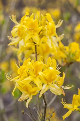 Produktbild von Rhododendron luteum, gelb, 40–50 cm