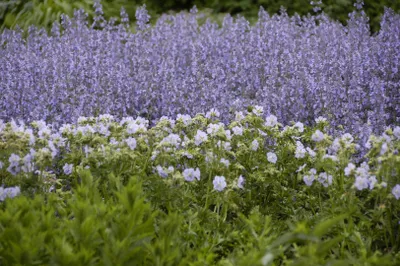Zdjęcie produktu dla Salvia nemorosa 'Tänzerin', szałwia pikowana, fioletowa, doniczka ok. 9x9 cm