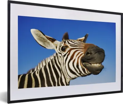 Produktbild von MuchoWow® Gerahmtes Poster Zebra - Lustig - Kinder - Jungen - Mädchen 60x40 cm - Poster mit Schwarzem Bilderrahmen Wandposter Rahmen Foto Bilder - Schlafzimmer - Plakat in Rahmen - Drucken