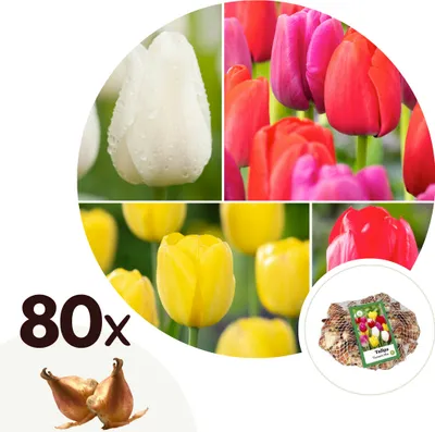 Produktbild von Tulpenzwiebeln - 80 Stk - Tulipa 'Triumph Mix' - Blumenzwiebeln - Mehrfarbig