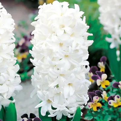 Obrázok produktu pre Hyacint Kvetinové cibuľky Cibuľky Kvety Hyacinthus White Pearl 3 ks.