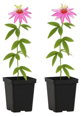 Produktbild von Exotenherz Kletterpflanzen - Passionsblume Passiflora Anastasia  - 2er Set - 11cm Topf