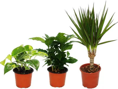 Image de Trio de plantes d'intérieur "Trois hauteurs" - Set de 3 plantes de différentes hauteurs