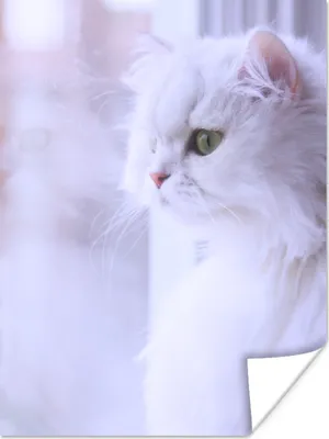 Produktbild von MuchoWow® Poster Weiße Perserkatze schaut durch ein Fenster 30x40 cm - Wandplakat - Poster Kinderzimmer