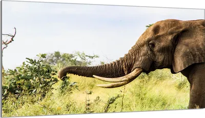 Produktbild von Glasschutzplatte für den Herd 90x52 Elefant
