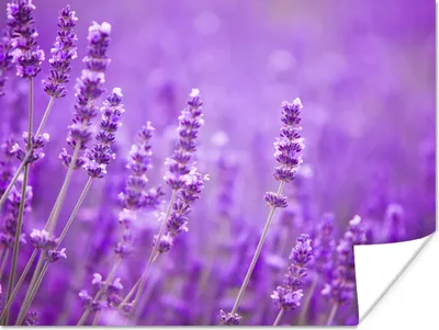 Produktbild von MuchoWow® Poster Lavendel - Nahaufnahme - Blumen - Lila 120x90 cm - Wandbild