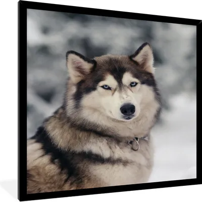 Produktbild von MuchoWow® Gerahmtes Poster Porträt eines Huskys 60x80 cm - Poster mit Schwarzem Bilderrahmen Wandposter Rahmen Foto Bilder - Premium - Wanddeko Wohnzimmer
