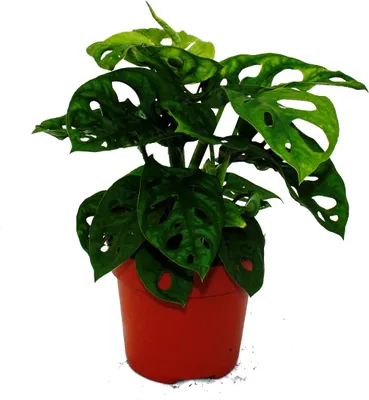 Produktbild von Fensterblatt - Monstera "Monkey Mask" - 12cm Topf