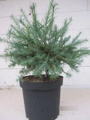 Produktbild von Larix laricina Wishnik - Ostamerikanische Zwerglärche Wishnik - 60-80cm