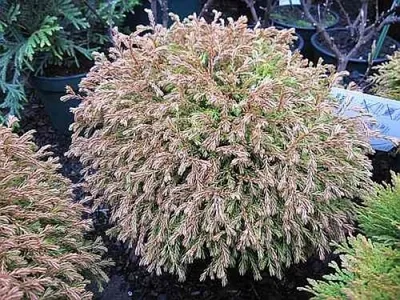 Produktbild von Thuja occidentalis Golden Tuffet - Zwerg- Lebensbaum