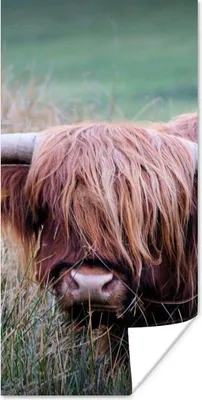 Produktbild von MuchoWow® Poster Schottischer Highlander - Hörner - Gras 60x120 cm - Wandschmuck