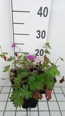Zdjęcie produktu dla 6 x Geranium hybr. 'Tiny Monster' - Cranesbill - doniczka 9 x 9 cm
