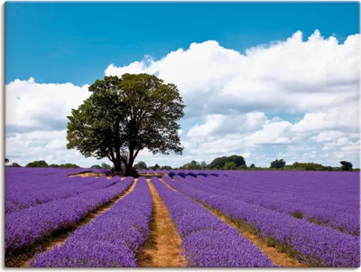 Produktbild von ARTland Leinwandbild Schönes Lavendelfeld im Sommer Größe: 60x45 cm