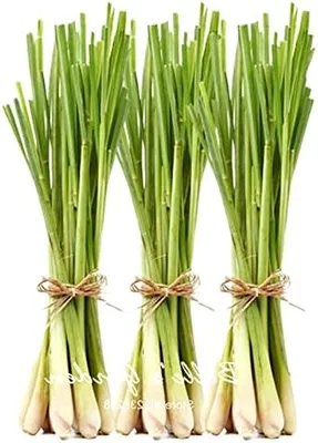Produktbild von 30 Stück echte Zitronengras-Samen, Cymbopogon, Citratus, mehrjährige Bonsai-Pflanze für Tee, Hausgarten, Topfpflanze