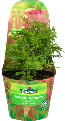 Produktbild von Dehner Sibirische Fiederspiere Sem, farnartige Blätter, cremeweiße Blüten, 25-35 cm exkl. Pflanztopf, 3 l Topf, insektenfreundliches Ziergehölz