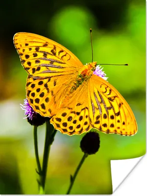 Produktbild von MuchoWow® Poster Schmetterling - Tiger - Blume 30x40 cm - Wandplakat - Poster Kinderzimmer
