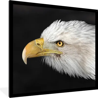 Produktbild von MuchoWow® MuchoWow® Gerahmtes Poster Adler - Weiß - Gelb 40x40 cm - Poster mit zchwarzem Bilderrahmen - Mit Rahmen - Wanddekoration Schlafzimmer