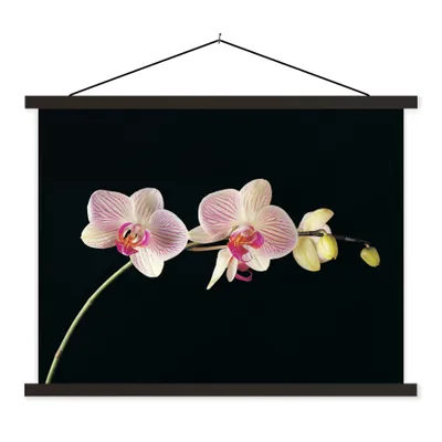 Produktbild von MuchoWow® Textilposter Orchidee - Blumen - Schwarz - Rosa - Knöpfe 60x45 cm mit schwarzem Rahmen - Poster Schlafzimmer