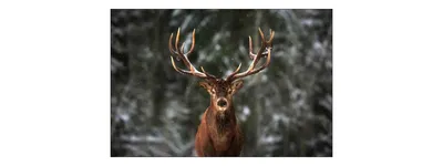 Produktbild von Muralo Fototapete Tiere 360 (B) x 240 (H) cm Vlies Tapete Wandtapeten Hirsch Wald Bäume Wohnzimmer Schlafzimmer moderne Wandbilder XXL Tierweld Landschaft Panorama Natur Wand Dekoration