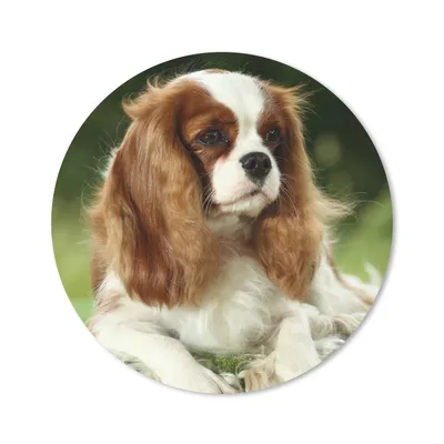 Produktbild von MuchoWow® Mauspad Mousepad Porträt eines Cavalier King Charles Spaniels 20x20 cm - Mousepads - Maus Mat - Pad - Mausunterlage - Schreibtischmatte