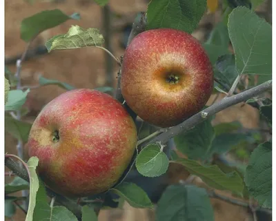 Two apples on a branch with leaves.