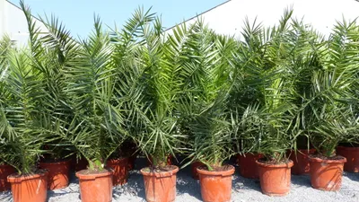 Produktbild von Palme XXL 180 cm Phoenix canariensis, kanarische Dattelpalme, winterhart