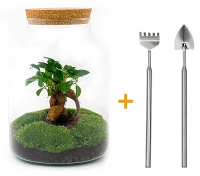 Produktbild von Flaschengarten "Milky" DIY Pflanzenterrarium 30 cm mit Ficus Bonsai incl. Rechen und Schaufel