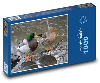 Zdjęcie produktu dla Puzzle 1000 Kaczki na zamarzniętej rzece - martinpuzzle