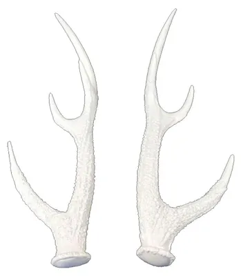 Produktbild von Trophäe Tischdeko Hirschgeweih weiß glänzend 37x13x12cm 2erSet