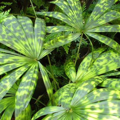 Immagine prodotto di Palma a ventaglio (Licuala mattanensis var. paucisecta) - 1 seme germogliato