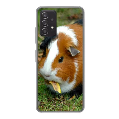 Produktbild von MuchoWow® Handyhülle Schutzhülle Hülle für Samsung galaxy a73 Meerschweinchen draußen Silikon Softcase Handy Hülle - Handyhülle