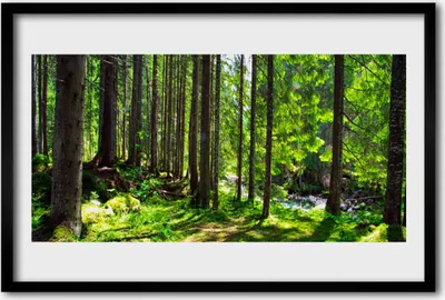 Produktbild von Bild 60x40 MDF-Rahmen Wandkunst Natur Pflanze Wald Bäume