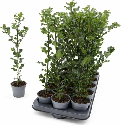 Produktbild von Stechpalme Blue Angel (Ilex x meserveae) 40–50 cm – immergrüner, winterharter Zierstrauch für Hecke & Solitär