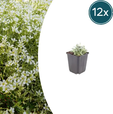 Produktbild von Cerastium tomentosum | 12 Stück - 10-25cm - Ø9cm - Gartenpflanze