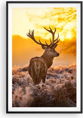 Produktbild von Gerahmtes Poster - Schwarzer Rahmen - Herbst landschaft natur blatt - 61x91,5 cm - Wand Bild - Wanddeko - Wandbilder - Wandposter - Bilderrahmen - Bilder - Kunstdruck - Wandbild - P2BPA61x91-2552