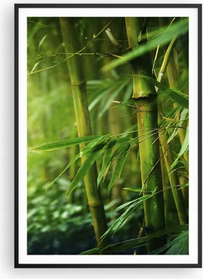 Produktbild von Gerahmtes Poster - Schwarzer Rahmen - Bambus Pflanze - 70x100 cm - Wand Bild - Wanddeko - Wandbilder - Kunstposter - Wandposter - Bilderrahmen - Bilder - Kunstdruck - Wandbild - P2BPA70x100-3558