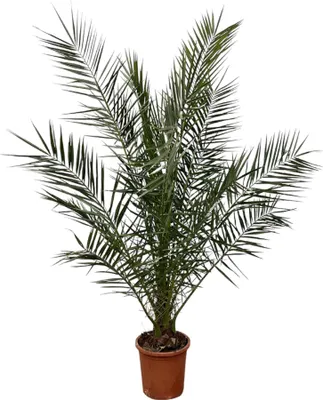 Obrázok produktu pre Trendyplants - Phoenix Canariensis - Datľovník - Odolný - Výška 170-190 cm - Veľkosť kvetináča Ø24cm