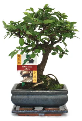 Productafbeelding van Bonsai: Chinese Ulmus (Ulmus Parviflora) - ongeveer 6 jaar oud