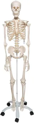 Produktbild von Famanu menschliches Skelettmodell mit anatomischer Software - inkl. Metallständer