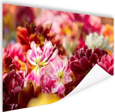 Produktbild von MuchoWow® Poster Mehrfarbige Tulpen 120x80 cm - Bilder