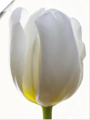 Produktbild von ARTland Poster Weiße Tulpe Größe: 45x60 cm