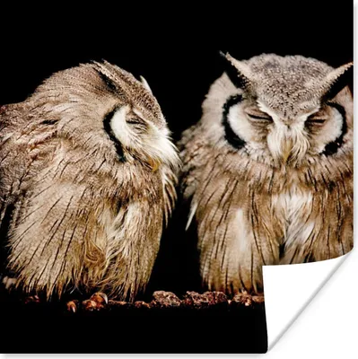 Produktbild von MuchoWow® Poster Eule - Vogel - Schwarz 100x100 cm - Babyzimmer